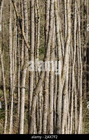 Scena forestale con fitti tronchi di alberi sottili nella regione di Westerwald in Germania Foto Stock