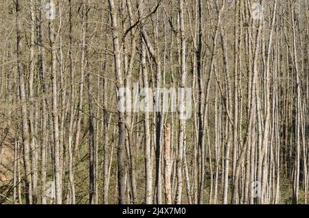 Fitta foresta nella regione di Westerwald in Germania Foto Stock