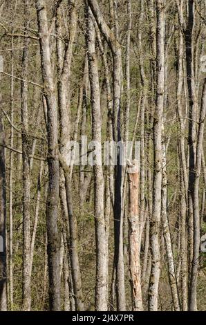 Scena forestale con fitti tronchi di alberi sottili nella regione di Westerwald in Germania Foto Stock