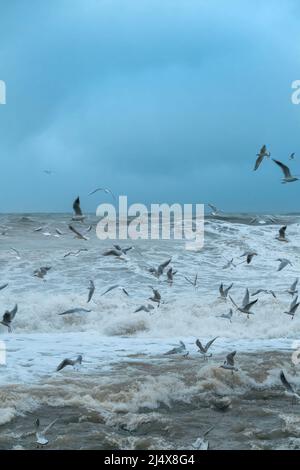 Primo piano di un sacco di gabbiani sullo sfondo di enormi onde, mare infuriante. Tempesta in mare. Mar Nero. Belle cartoline marine. Foto verticale Foto Stock