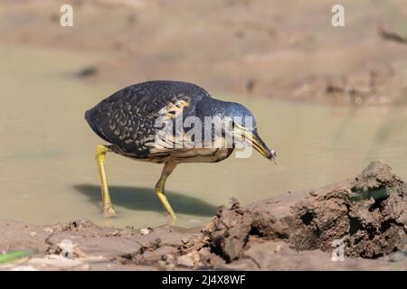 Nana bittern (Ixobrychus sturmii), Kgalagadi transfrontier Park, Sudafrica, gennaio 2022 Foto Stock