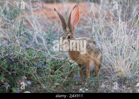 Scrub hare (Lepus saxatilis), Kgalagadi transfrontier Park, Sudafrica, gennaio 2022 Foto Stock