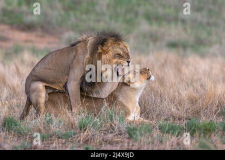 Accoppiamento Lions (Panthera leo), parco di trasferimento Kgalagadi, Capo Nord, Sudafrica Foto Stock