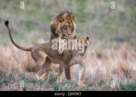 Corsi Lions (Panthera leo), parco di trasferimento di Kgalagadi, Capo Nord, Sudafrica Foto Stock