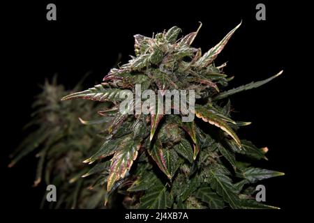 Ripen marijuana pianta su sfondo nero. Coni di canapa con foglie verdi e gialle, vista macro. Cespuglio femminile di cannabis con fiori in fiore e bianchi Foto Stock