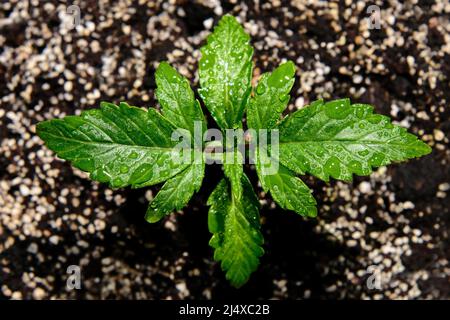 Piantina di cannabis su sfondo nero, vista macro. Piccola pianta di marijuana in una scatola di coltivazione con terreno di cocco, vista dall'alto, posa piatta. Concetto di crescita micro. H Foto Stock