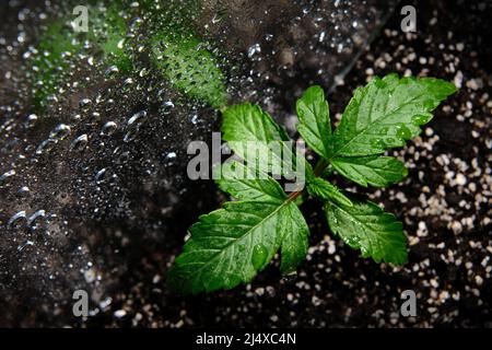 Germoglio di cannabis in una scatola di crescita, vista macro. Piccola pianta di marijuana in una scatola di coltivazione con terreno di cocco, vista dall'alto, posa piatta. Concetto di crescita micro. Innaffiare Foto Stock