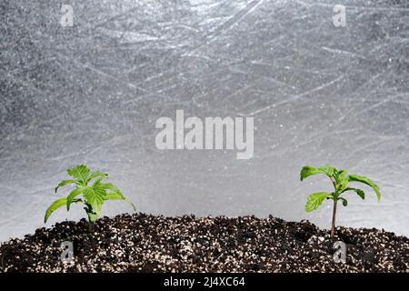 Germoglio di cannabis in una scatola di crescita, vista macro. Piccola pianta di marijuana in una scatola di coltivazione con terreno di cocco, vista dall'alto, posa piatta. Concetto di crescita micro. Innaffiare Foto Stock