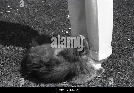 1960s, storico, fuori su un prato un gatto di furry che giace sulle sue scarpe del proprietario maschio che lo guardano su. Foto Stock