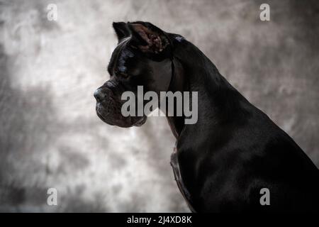 Il mascrofo italiano cane corso, arte di sfondo appannato Foto Stock