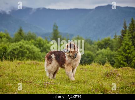 cane pastore rumeno in piedi su prato naturale pieno di fiori gialli, immagine presa vicino alla fattoria di pecore Foto Stock