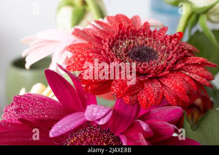 primo piano con le margherite di gerbera e gocce d'acqua sui petali Foto Stock