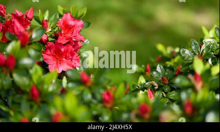 Bellissimo primo piano di un rododendro Foto Stock