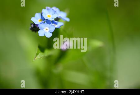 Bellissimo primo piano di una miosite Foto Stock