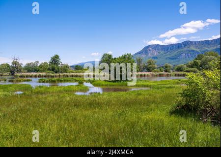 Una palude a Lac du Bourget, il più grande lago delle Alpi francesi, a le Bourget-du-Lac, Francia Foto Stock