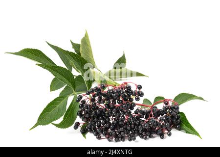 Sambuco Branch con bacche isolate su sfondo bianco Foto Stock