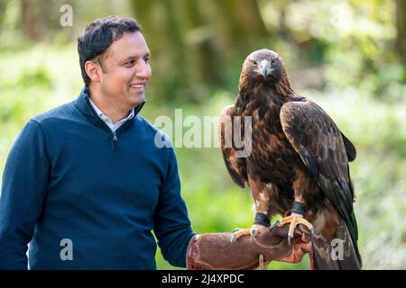 Il leader laburista scozzese Anas Sarwar incontra Orla l'aquila reale al Loch Lomond Bird of Prey Center di Balloch, durante la campagna elettorale locale. Data foto: Lunedì 18 aprile 2022. Foto Stock