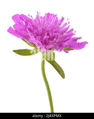 Campo Fiore scabious isolati su sfondo bianco Foto Stock