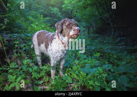 lagotto romagnolo cane alla ricerca di tartufi nel bosco Foto Stock