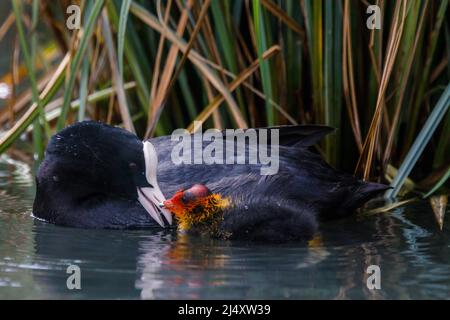 La coca eurasiatica adulta (Fulica atra) nuzza affettuosamente un piccolo pulcino giovanile su un canale urbano a Wapping, Londra orientale. UK.Amanda Rosa/Alamy Foto Stock