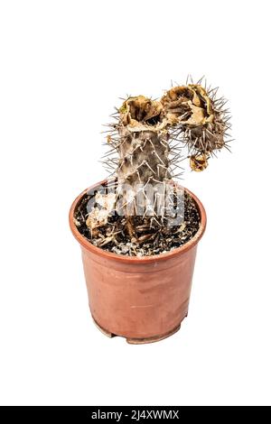 Marcio Pachypodium in un vaso isolato su sfondo bianco. Esempio di malattia fungina e batterica del cactus, o sopra-acqua. Cura di pianta interna Foto Stock