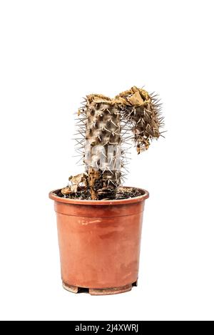 Marcio Pachypodium in un vaso isolato su sfondo bianco. Esempio di malattia fungina e batterica del cactus, o sopra-acqua. Cura di pianta interna Foto Stock