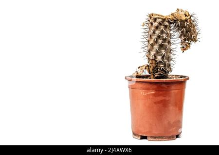 Marcio Pachypodium in un vaso isolato su sfondo bianco. Esempio di malattia fungina e batterica del cactus, o sopra-acqua. Cura di pianta interna Foto Stock