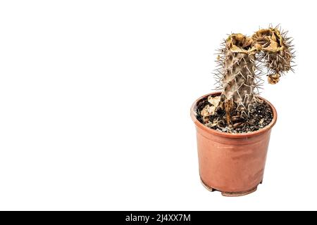 Marcio Pachypodium in un vaso isolato su sfondo bianco. Esempio di malattia fungina e batterica del cactus, o sopra-acqua. Cura di pianta interna Foto Stock