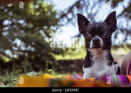 Il piccolo cane chihuahua si siede in natura Foto Stock