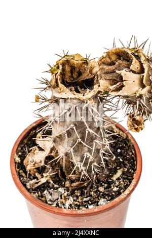 Marcio Pachypodium in un vaso isolato su sfondo bianco. Esempio di malattia fungina e batterica del cactus, o sopra-acqua. Cura di pianta interna Foto Stock