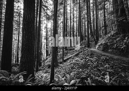 Il sentiero escursionistico si snoda attraverso la foresta di sequoie in California. Foto Stock