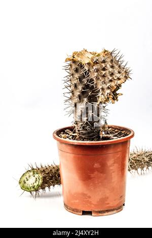 Marcio Pachypodium in un vaso isolato su sfondo bianco. Esempio di malattia fungina e batterica del cactus, o sopra-acqua. Cura di pianta interna Foto Stock