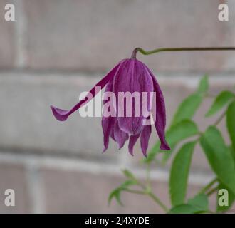 Clematis Alpina 'Costanza' Foto Stock