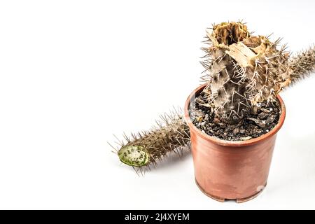 Marcio Pachypodium in un vaso isolato su sfondo bianco. Esempio di malattia fungina e batterica del cactus, o sopra-acqua. Cura di pianta interna Foto Stock