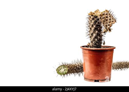 Marcio Pachypodium in un vaso isolato su sfondo bianco. Esempio di malattia fungina e batterica del cactus, o sopra-acqua. Cura di pianta interna Foto Stock