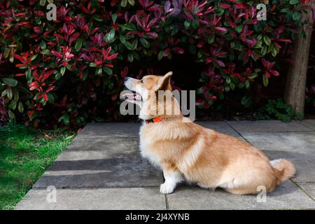 Vista laterale del cane corgi seduto in giardino Foto Stock