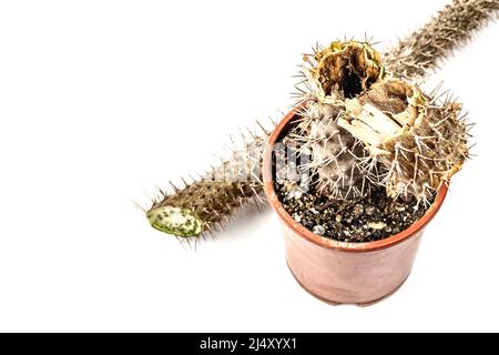 Marcio Pachypodium in un vaso isolato su sfondo bianco. Esempio di malattia fungina e batterica del cactus, o sopra-acqua. Cura di pianta interna Foto Stock