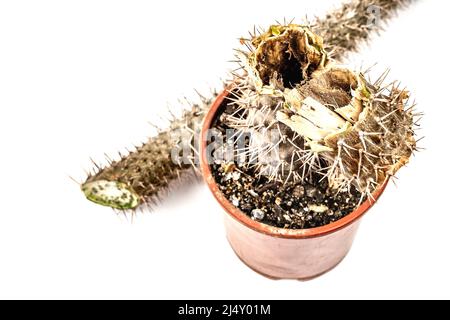 Marcio Pachypodium in un vaso isolato su sfondo bianco. Esempio di malattia fungina e batterica del cactus, o sopra-acqua. Cura di pianta interna Foto Stock