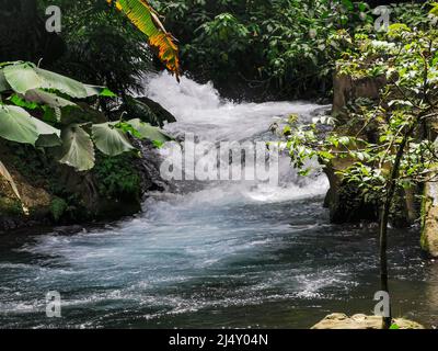 Acqua fluente veloce nella giungla. Foto Stock