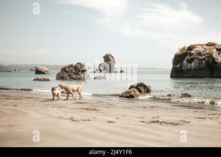 Due cani che giocano con Stick on Beach a Trinidad, California Foto Stock