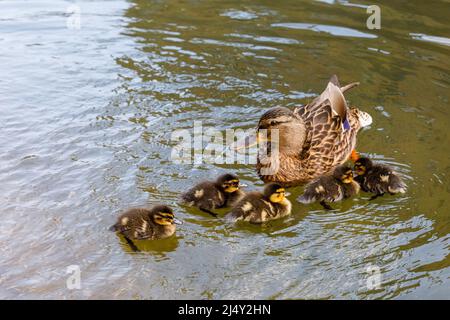 Adulto femmina Mallard anatra (Anas platyrhynchos) e 5 anatroccoli nel sole primaverile. Amanda Rosa/Alamy Foto Stock