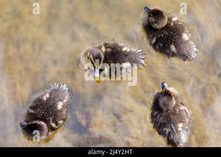 Mallard (Anas platyrhynchos) anatroccoli nel sole primaverile. Amanda Rosa/Alamy Foto Stock