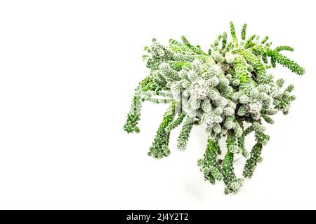 La mamillaria gracilis fragilis in un vaso di pianta isolato su sfondo bianco. Cactus in rapida crescita, giardinaggio al coperto Foto Stock