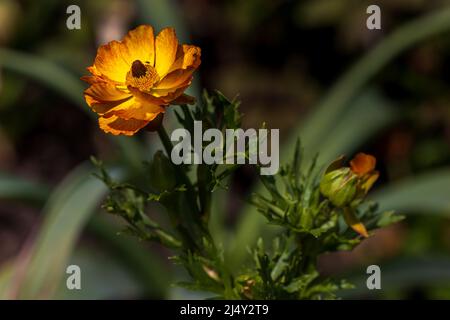 Geum ‘totalmente Tangerine’ Foto Stock