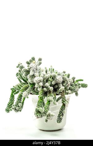 La mamillaria gracilis fragilis in un vaso di pianta isolato su sfondo bianco. Cactus in rapida crescita, giardinaggio al coperto Foto Stock