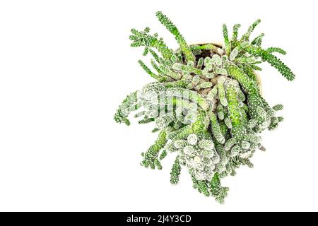 La mamillaria gracilis fragilis in un vaso di pianta isolato su sfondo bianco. Cactus in rapida crescita, giardinaggio al coperto Foto Stock