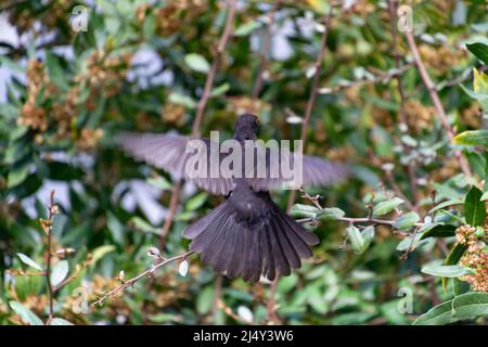 Blackbird. Blackbird poggiato su un ramo di albero nel villaggio di Saint Jean Pied de Port, in Francia. Fotografia orizzontale. Foto Stock