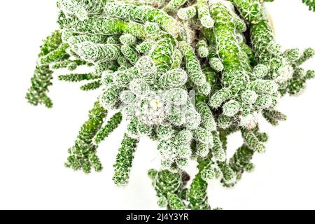 La mamillaria gracilis fragilis in un vaso di pianta isolato su sfondo bianco. Cactus in rapida crescita, giardinaggio al coperto Foto Stock