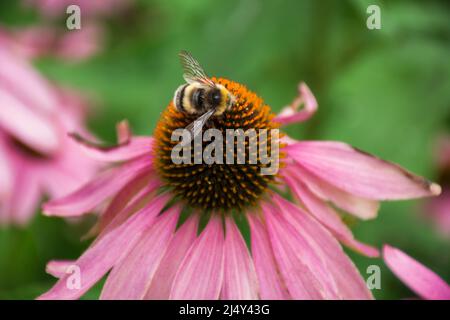 L'ape raccoglie polline su Echinacea viola, rosa. Pianta medicinale in fiore, rudbeckia per aumentare l'immunità. Pianta perenne della famiglia degli astro. Messa a fuoco selettiva. Foto Stock