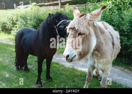 Un asino grigio e un pony nero in miniatura si trovano in una fattoria in una giornata di sole. Foto Stock